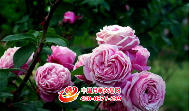 深秋時(shí)節，秋風(fēng)送爽(圖2)